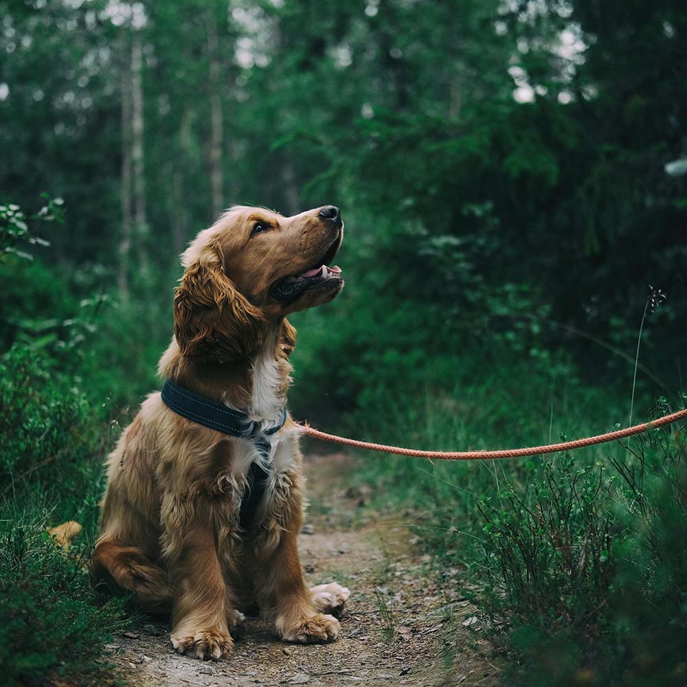 dog-walking